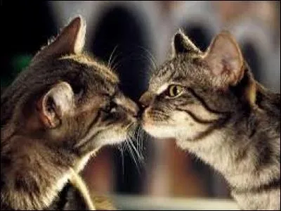 La chatte peut, pendant la saison des amours, avoir plusieurs relations avec plusieurs chats.