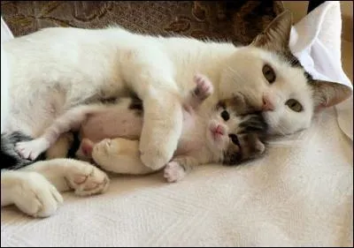 Les chattes s'occupent de leurs petits pendant...