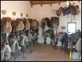 Quiz Galop 1