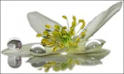 Humus tr&egrave;s acide :