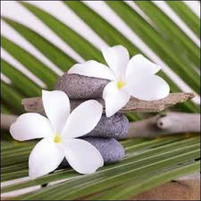 C&eacute;r&eacute;ale d'Afrique noire :