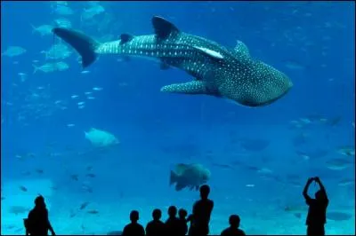 Cet animal gigantesque est un...