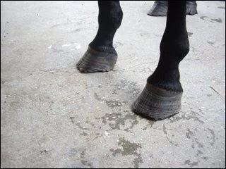 Qu'est-ce que les antrieurs?