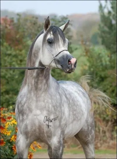 Quelle est la robe de ce cheval?