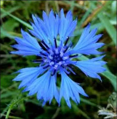 Quel est le nom de cette fleur ?