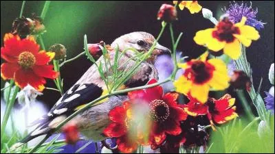 O - Les ornithologues étudient le comportement des ornithorynques.