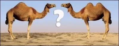 D - Le dromadaire a deux bosses sur le dos.