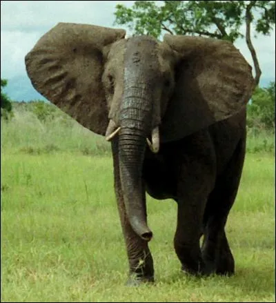 E - Les oreilles de l'éléphant d'Afrique sont plus grandes que celles de l'éléphant d'Asie.