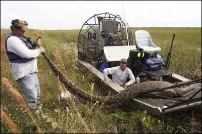 Quel serpent constricteur envahit actuellement les marais de Floride !