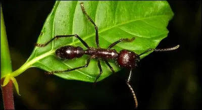 Sur l'&eacute;chelle de la douleur inflig&eacute;e par un insecte, la fourmi paraponera conga, la plus grande des fourmis, se classe premi&egrave;re, la douleur provoqu&eacute;e par son dard est atroce, c'est la raison pour laquelle elle porte un autre nom !