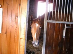 Quiz Galop 1