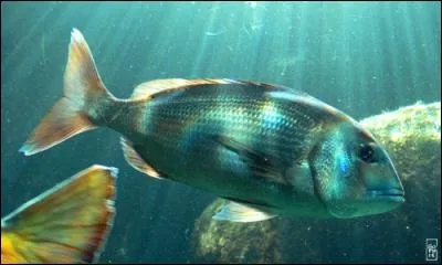 Quel est ce poisson ?