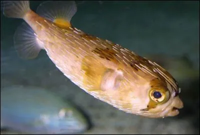 Quel est ce poisson ?