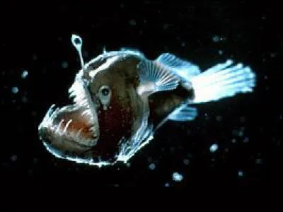 Quel est ce poisson ?