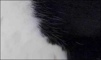 Selon votre intuition, à quel animal appartient ce pelage ?