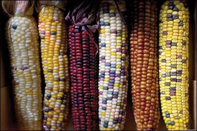 Des échanges de gènes sont réalisés par l'homme sur les plantes.Par quel procédé ?