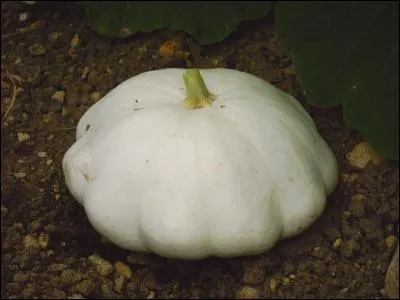 Quelle photo est celle d'une cucurbitacée ?Cliqurz sur l'image.