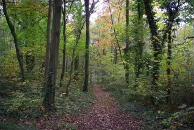 Le bois de Saint-Cucufa appartient à la commune de ... .
