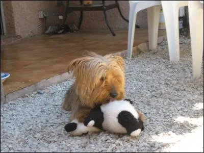 Tu adorais les peluches ! Quel était ce jouet que tu léchais affectueusement ?