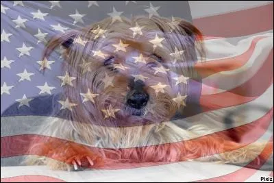 C'est le drapeau des Etats-Unis qui voile la photo de tes 17 ans ! Combien d'étoiles t'entourent ?