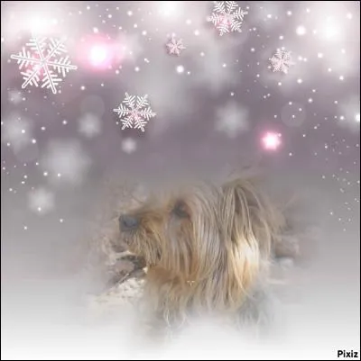 Joli montage encore que cette photo de neige. Sais-tu qui chantait "Tombe la neige" ?