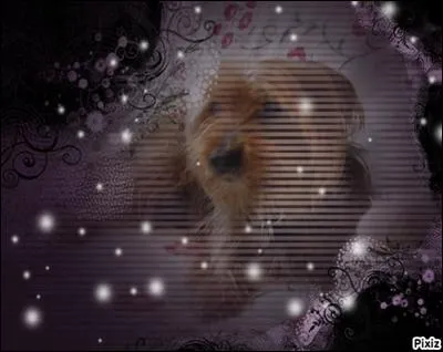 Tu es parti pour ce long voyage le 9 août 2014, au pays des étoiles d'où l'on ne revient jamais ! Pas sûr que le Paradis existe, mais il existe des cimetières pour chiens ! Sais-tu où est enterré Rintintin ?