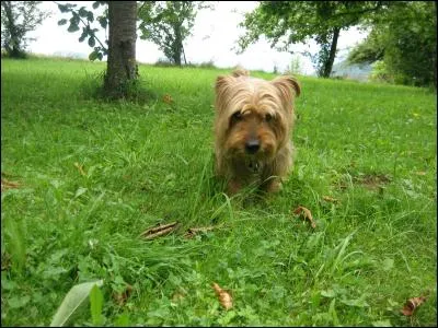 Depuis que tu es parti, je ne vais plus guère dans notre grande propriété que tu aimais tant et où tu vivais ta liberté dans ce parc planté de...