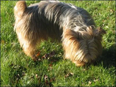 Tu flaires, comme un chien de chasse ! Mais quelles étaient tes origines ancestrales ?