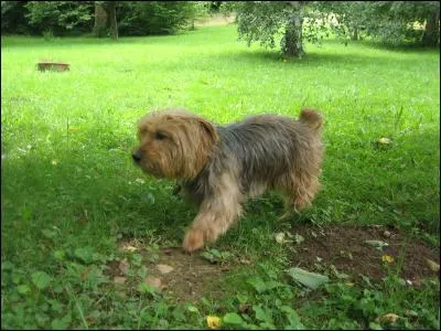 Je vois une grosse tâche de terre dans l'herbe du parc, par quoi avait-elle été causée ?