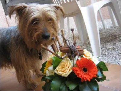Tu as l'air intrigué par ce joli bouquet ! On y voit une rose et une fleur nommée...