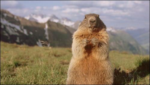 quel animal qui glapit