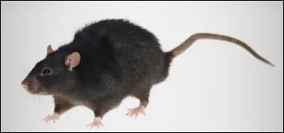 Vecteur de la peste....