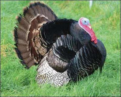 On se la farcit à Noël si on aime :