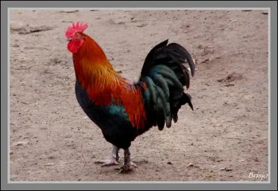 Le roi de la basse-cour...