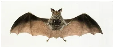 Parmi elles, il y a des vampires...