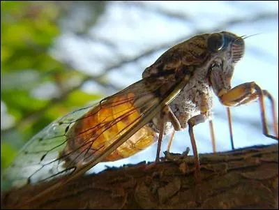 Eh bien dansez maintenant ! Que fait-elle ?
