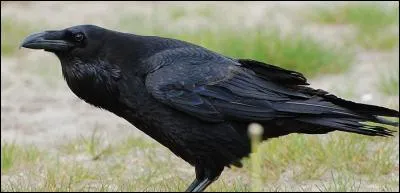 L'ami des sorcières...