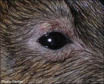 À quel animal appartient cet il ?