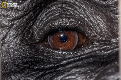 À quel animal appartient cet il ?