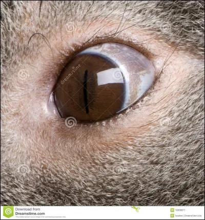 À quel animal appartient cet il ?