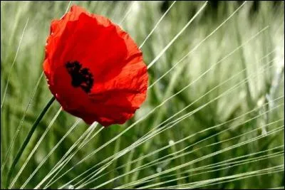 Dans le nom de cette fleur, tu entends celui d'un animal. Lequel ?