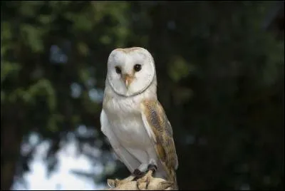 Quel est cet oiseau à la face en forme de cur ?