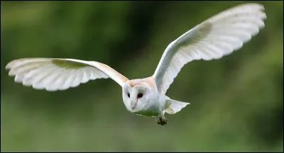La première syllabe du nom de cet oiseau est...