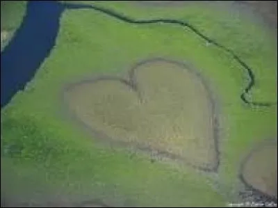 Où est le cur fait dans la mangrove ?