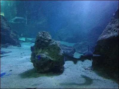 Peut-on nager avec les requins ?