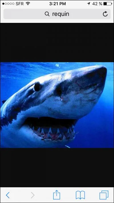 Combien de requins sont considérés comme dangereux ?