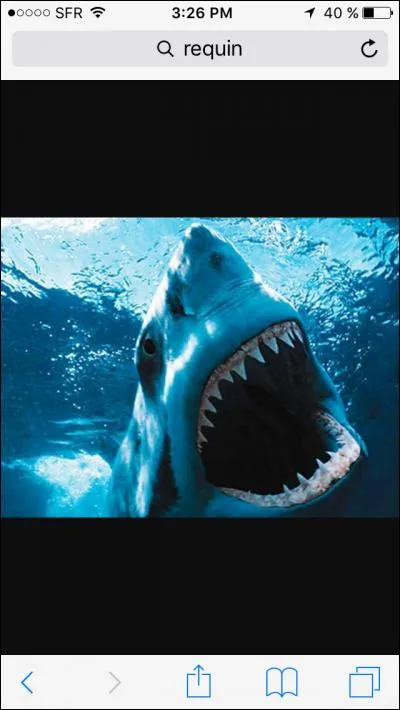 Pourquoi les requins attaquent-ils des surfeurs ou baigneurs...?