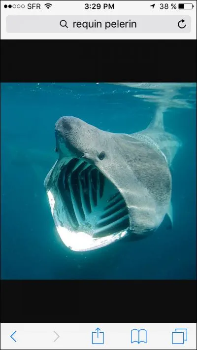 Quel est ce requin ?