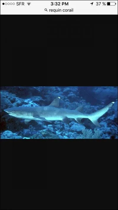 Quel est ce requin ?