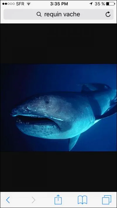 Quel est ce requin ?